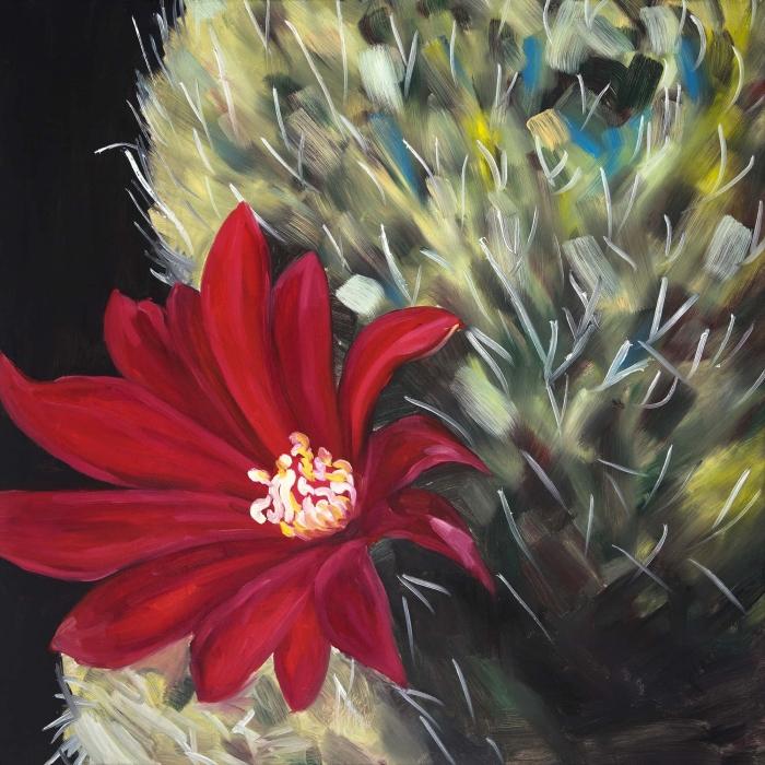Echinopsis red cactus flower