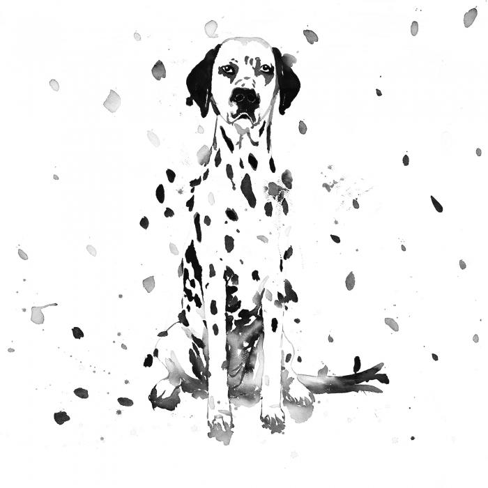 Dalmatian dog