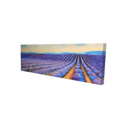Lavender fields