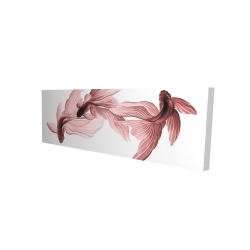 Poissons betta rouge