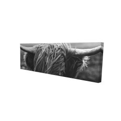 Monochrome portrait highland cow