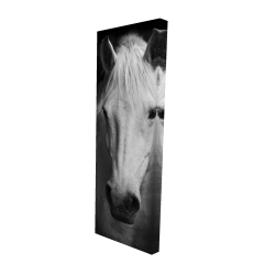 Monochrome horse