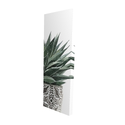 Zebra plant succulent