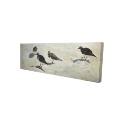 Oiseaux bécasseau