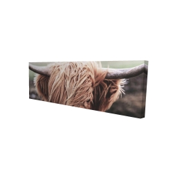 Vache highland désaturée