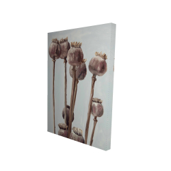 Plantes à tête de pavot sépia