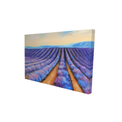 Lavender fields