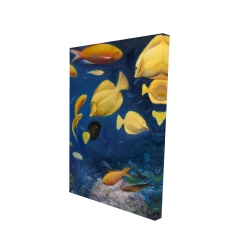 Fish under the sea