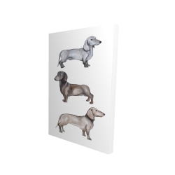 Chiens teckel
