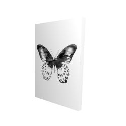 Papillon noir