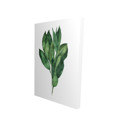 Bouquet de feuilles de laurier