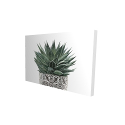Zebra plant succulent