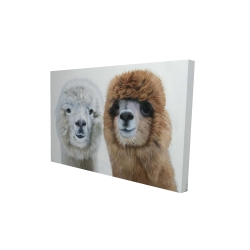 Two lamas