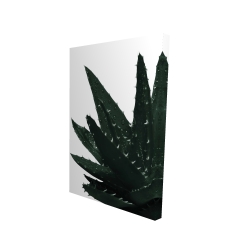 Plante aloès