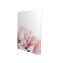 Peonie, fleur de rêve