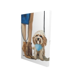 Chien cavoodle à la mode