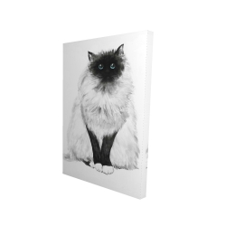Blue eyes fluffy siamese cat