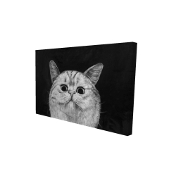 Watching cat