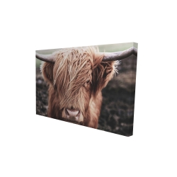 Vache highland désaturée