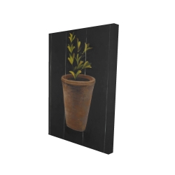 Plant of marjolaine