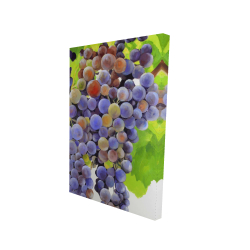 Bunch of grapes