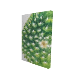 Mini cactus à l'aquarelle