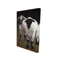 Two lambs