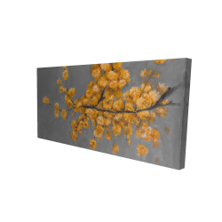 Golden wattle plant with pugg ball flowers