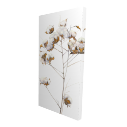 Branche de fleurs de coton