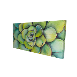 Succulent à l'aquarelle