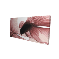 Deux betta rouge