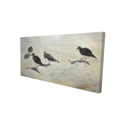 Oiseaux bécasseau