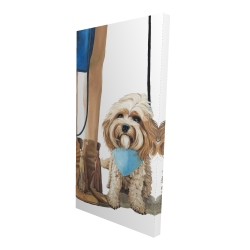 Chien cavoodle à la mode