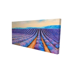Lavender fields