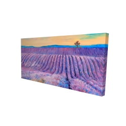 Landscape of a field of lavender
