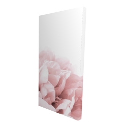 Peonie, fleur de rêve