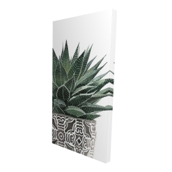 Zebra plant succulent