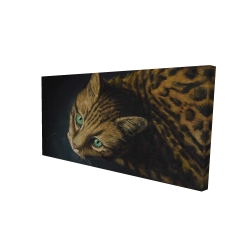 Bengal cat