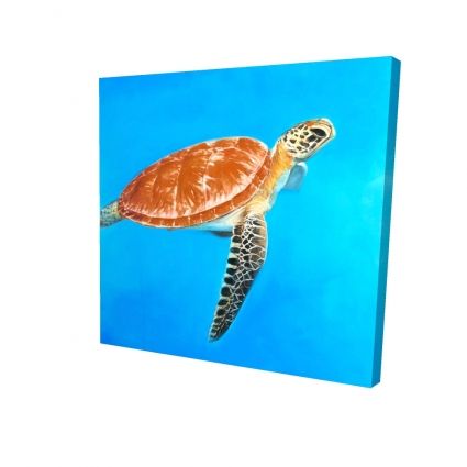 Tortue aquatique verte