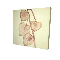 Cerises de terre grandissantes