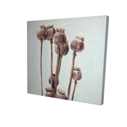 Plantes à tête de pavot sépia