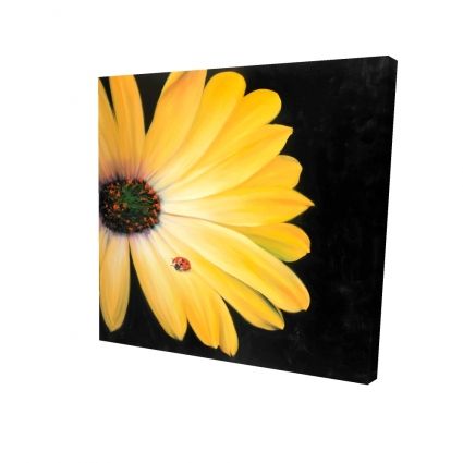 Marguerite jaune et coccinelle