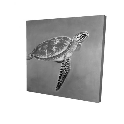 Tortue aquatique en tons de gris