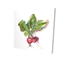 Watercolor radish