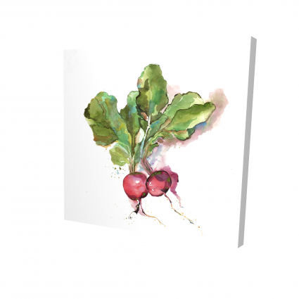 Radis à l'aquarelle