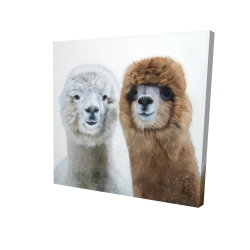 Two lamas