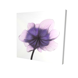 Beautiful anemone purple flower