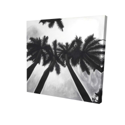 Monochrome palm trees