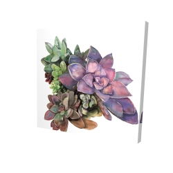 Plant de succulents