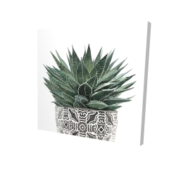 Zebra plant succulent